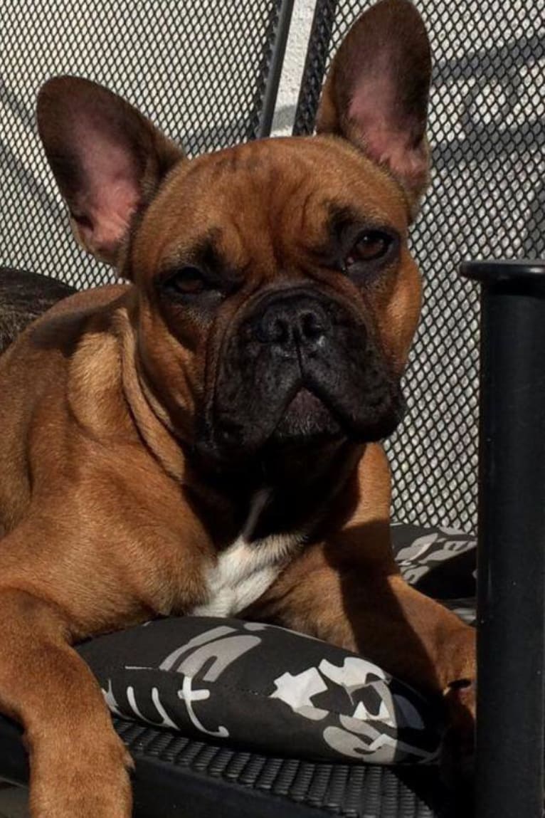 Helios-Théo von den Waldheimer Wiesen, a French Bulldog tested with EmbarkVet.com