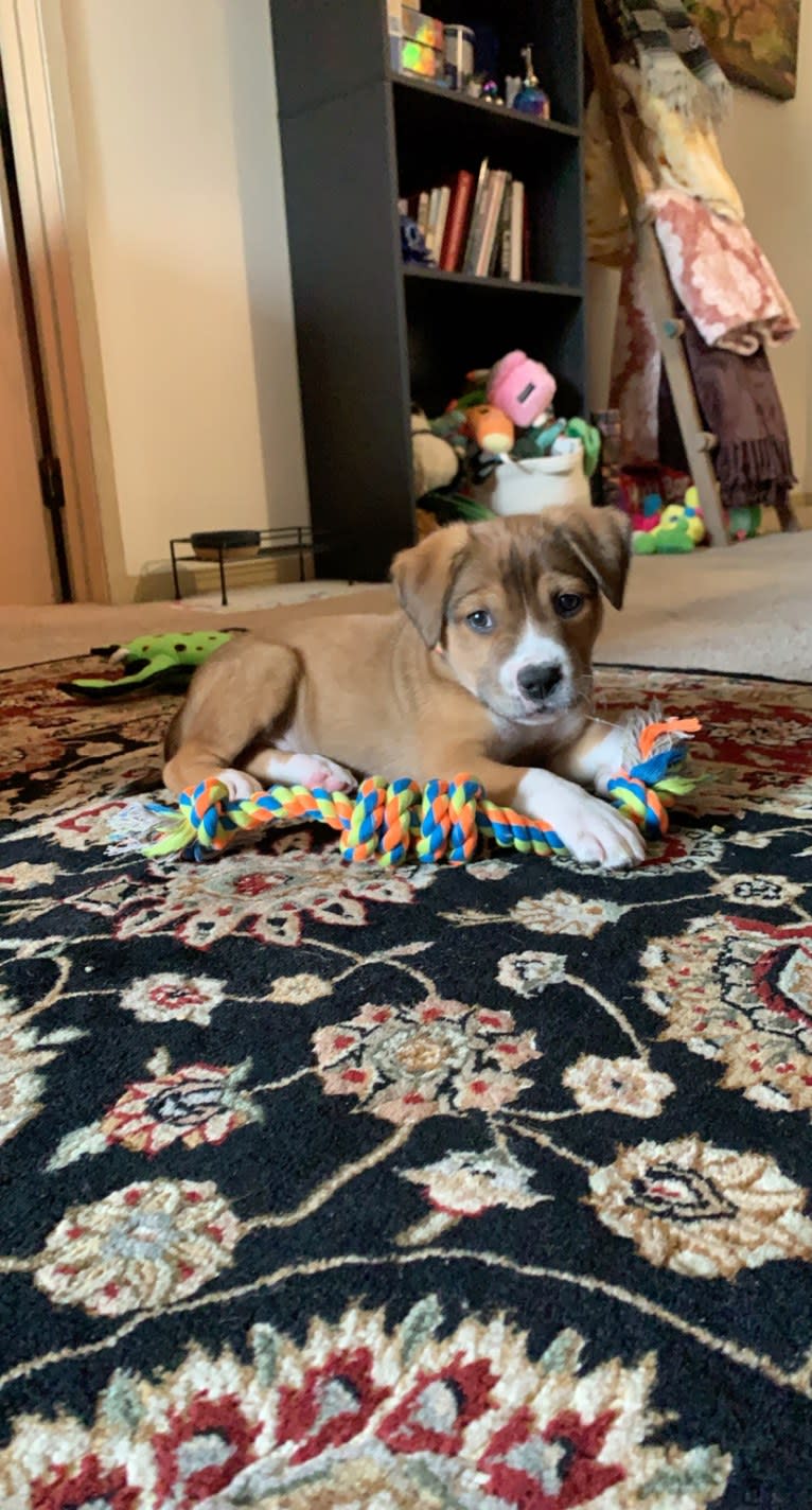 Larry, an American Pit Bull Terrier and American Staffordshire Terrier mix tested with EmbarkVet.com