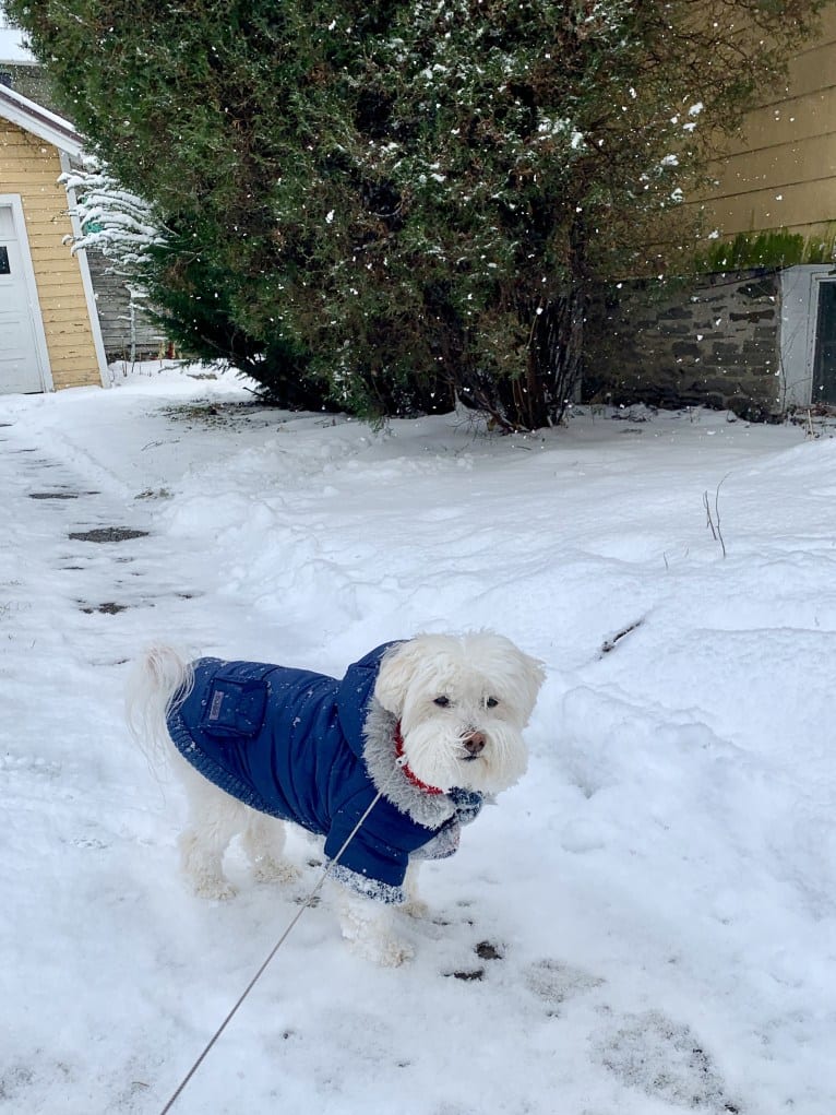 Gilly, a Havanese tested with EmbarkVet.com