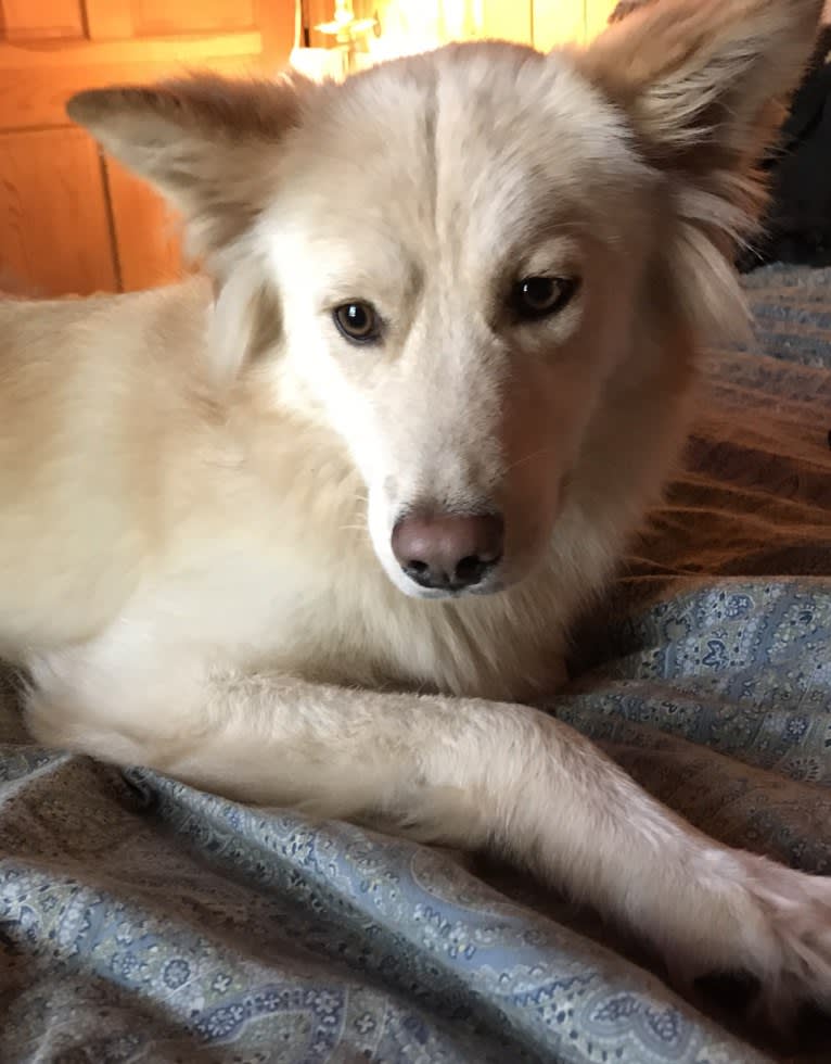 Roxy, a Siberian Husky and Labrador Retriever mix tested with EmbarkVet.com