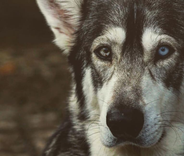 Thor, a German Shepherd Dog and Siberian Husky mix tested with EmbarkVet.com