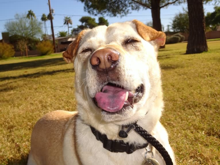 Doc, a Chihuahua and American Pit Bull Terrier mix tested with EmbarkVet.com