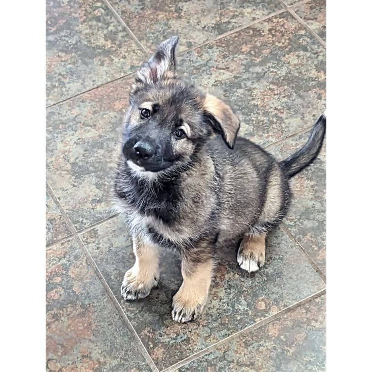Manfred Von Rexroad, a German Shepherd Dog and American Pit Bull Terrier mix tested with EmbarkVet.com