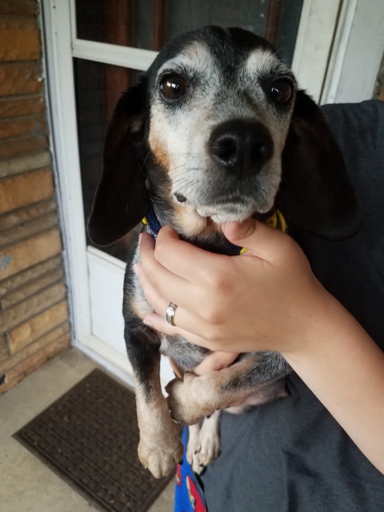 Chibi, a Beagle and Yorkshire Terrier mix tested with EmbarkVet.com