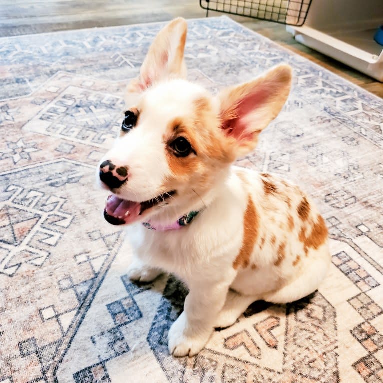 Bonnie, a Pembroke Welsh Corgi tested with EmbarkVet.com