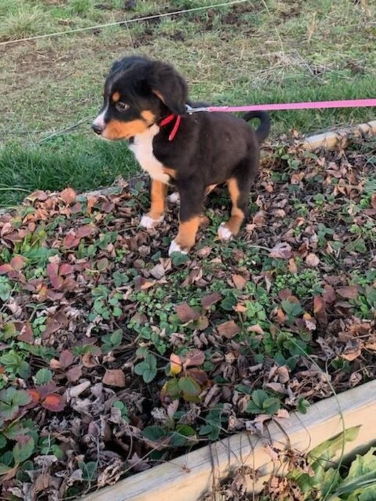 Archie, a Bernese Mountain Dog tested with EmbarkVet.com