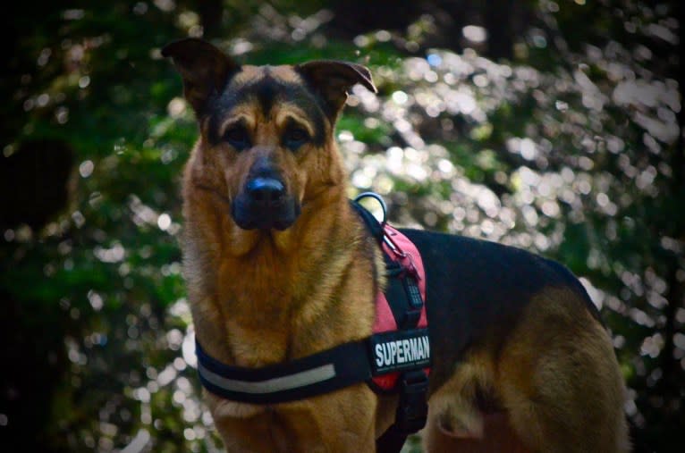 Grizzly, a German Shepherd Dog and Rottweiler mix tested with EmbarkVet.com