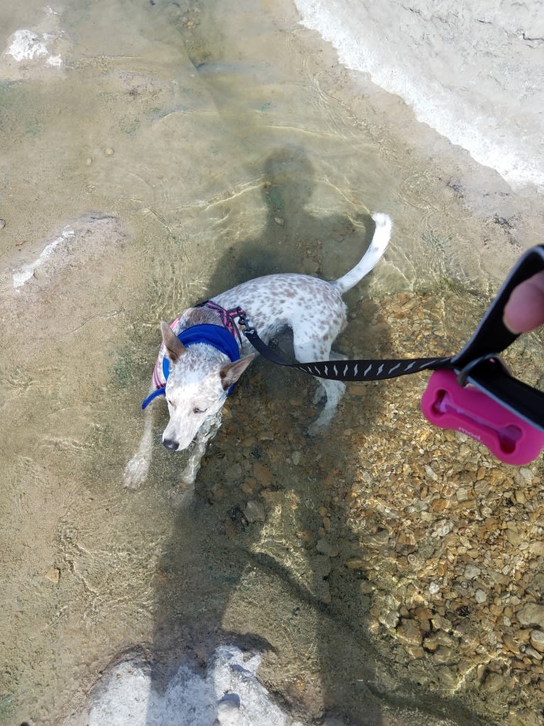 Bella, an Australian Cattle Dog and Catahoula Leopard Dog mix tested with EmbarkVet.com