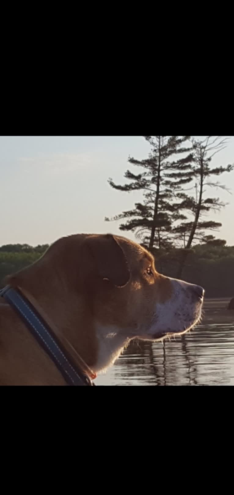 Chopper, a Bulldog and Border Collie mix tested with EmbarkVet.com