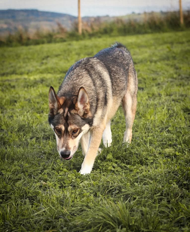 Koda, a German Shepherd Dog and Siberian Husky mix tested with EmbarkVet.com