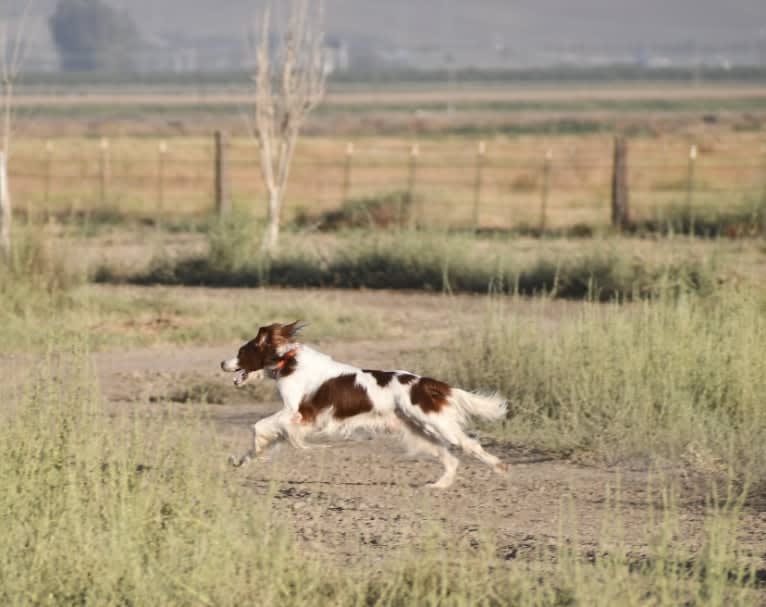 Z, an Irish Red and White Setter tested with EmbarkVet.com