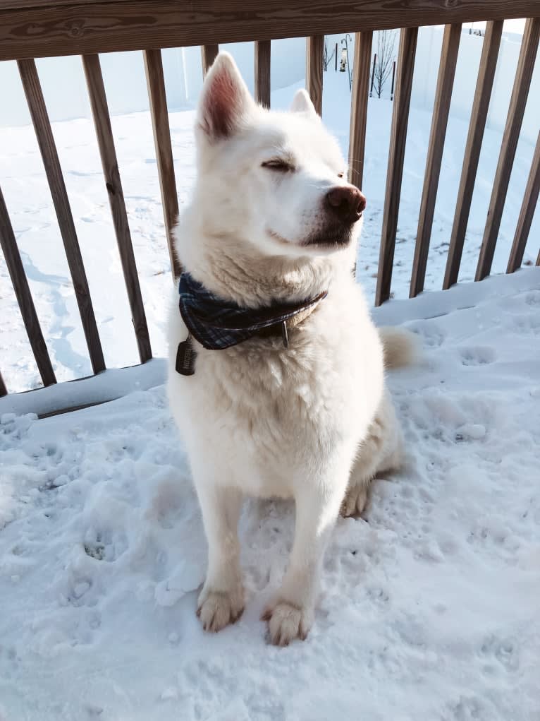 Recon, a Siberian Husky tested with EmbarkVet.com