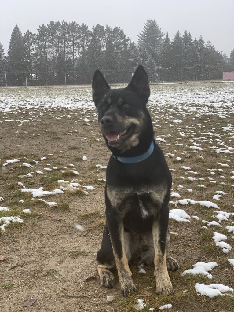 Rome, a Siberian Husky and Labrador Retriever mix tested with EmbarkVet.com