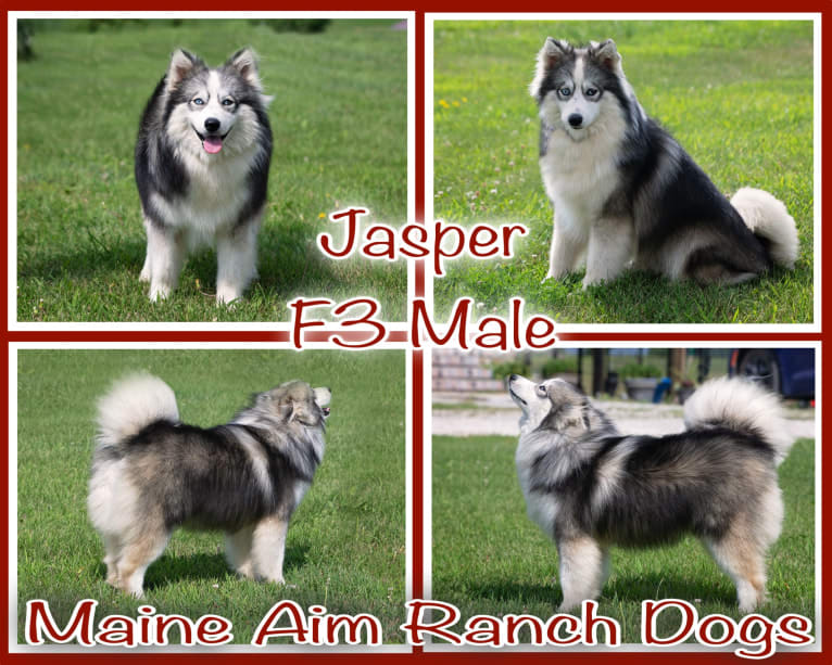 Baloo, a Pomsky tested with EmbarkVet.com