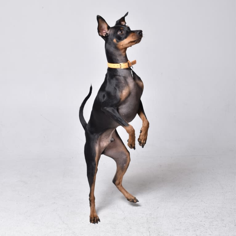 Biggie Smalls, a Miniature Pinscher tested with EmbarkVet.com