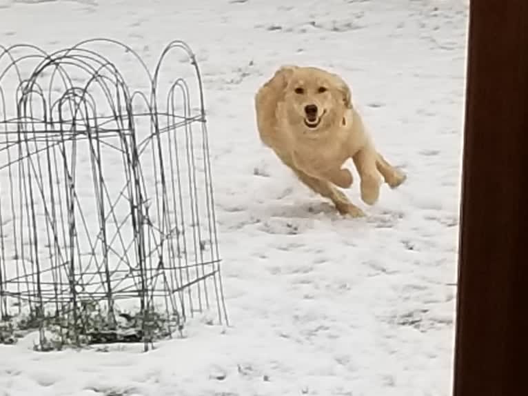 WC's Little Miss Hot Cakes "Bindi", a Golden Retriever tested with EmbarkVet.com