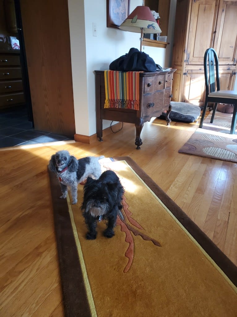 Coral  (in foreground), an Affenpinscher tested with EmbarkVet.com