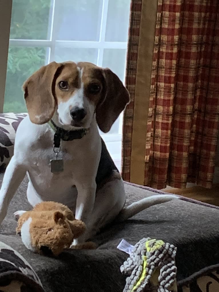 Oliver, a Beagle tested with EmbarkVet.com