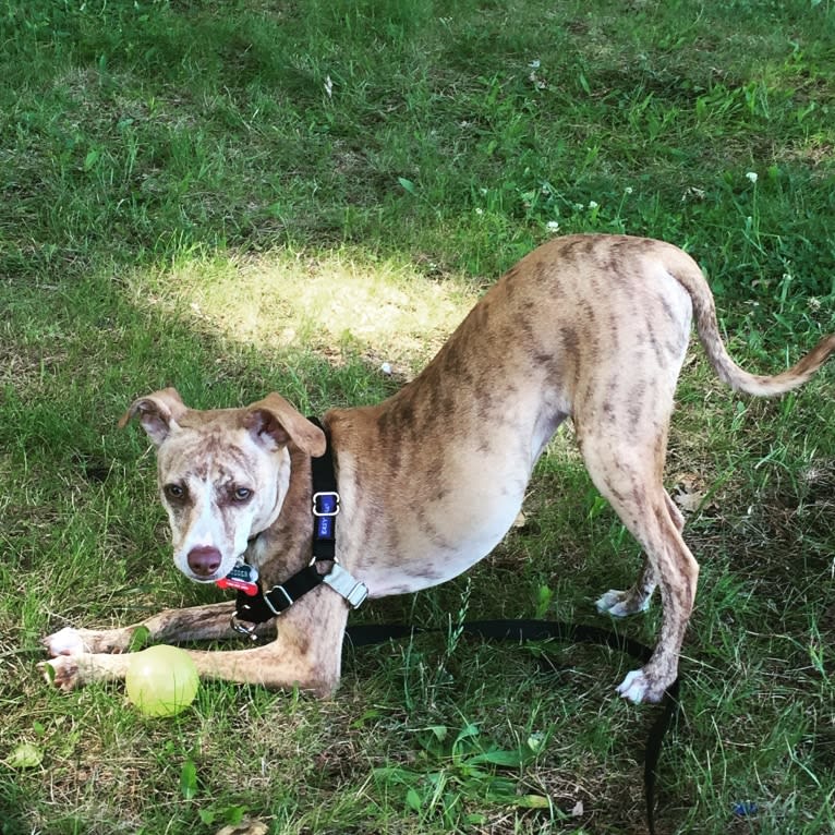 Dodger, a Mountain Cur tested with EmbarkVet.com