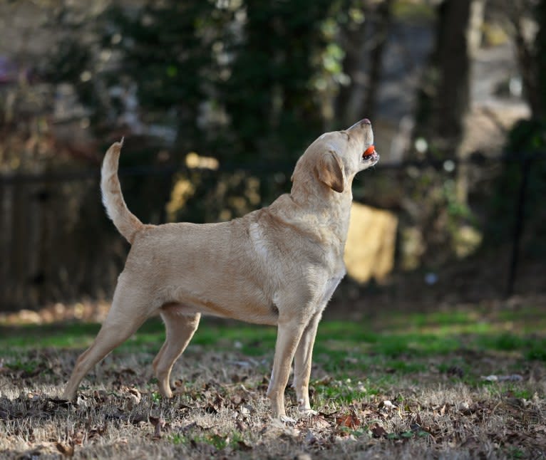 Willow, a Labrador Retriever and Treeing Walker Coonhound mix tested with EmbarkVet.com