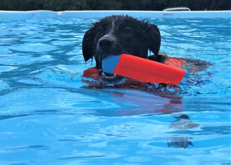 Gala, an Australian Shepherd tested with EmbarkVet.com