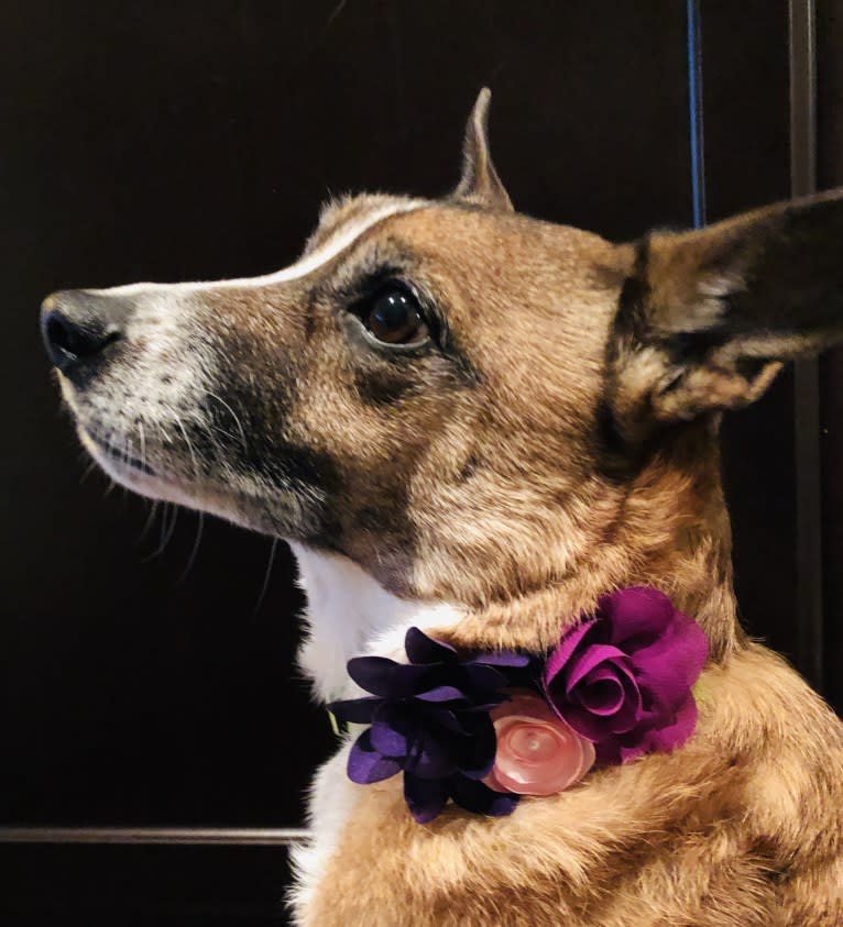 Frankie, a Russell-type Terrier and Australian Shepherd mix tested with EmbarkVet.com