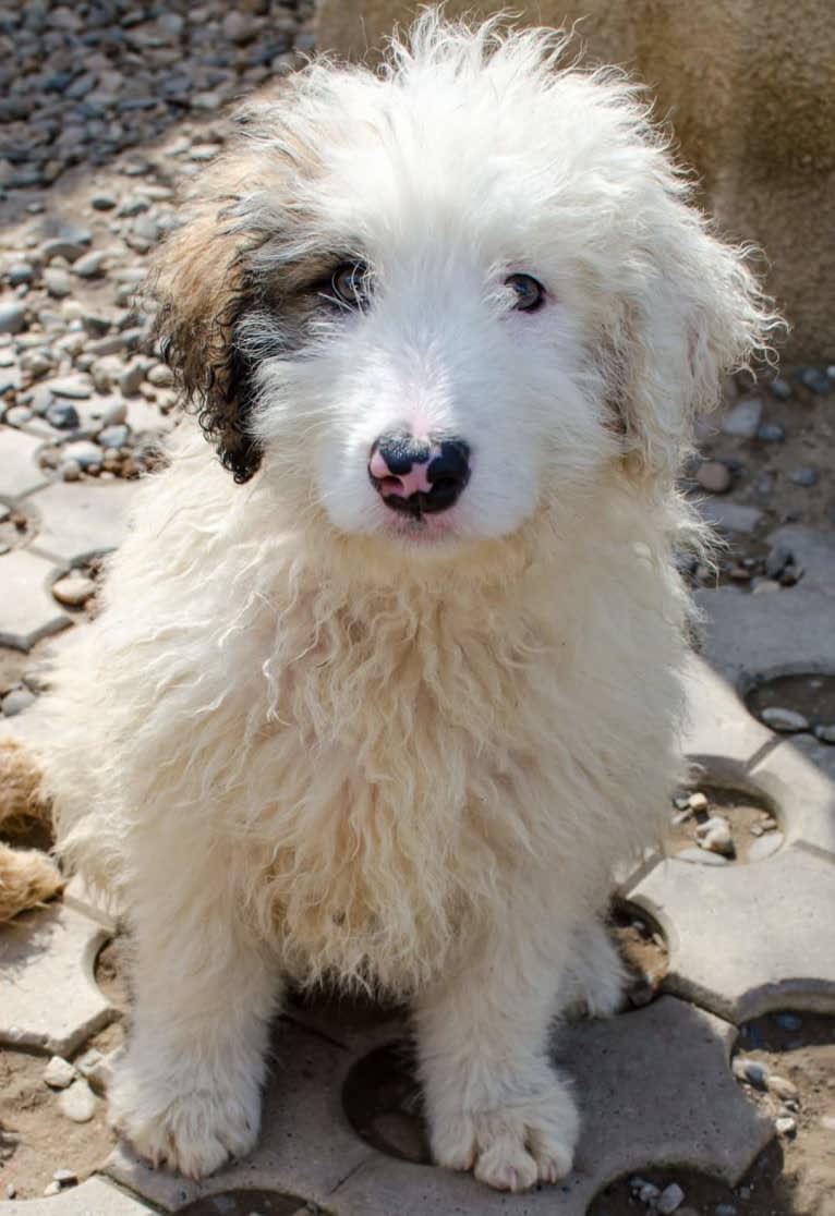 Eno, an Eastern European Village Dog and Kuvasz mix tested with EmbarkVet.com