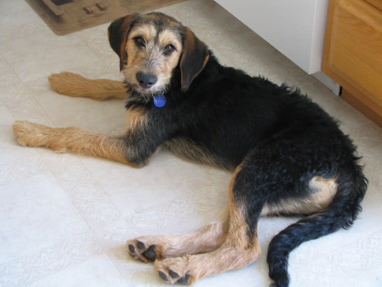 Sunny, an Airedale Terrier and Bluetick Coonhound mix tested with EmbarkVet.com