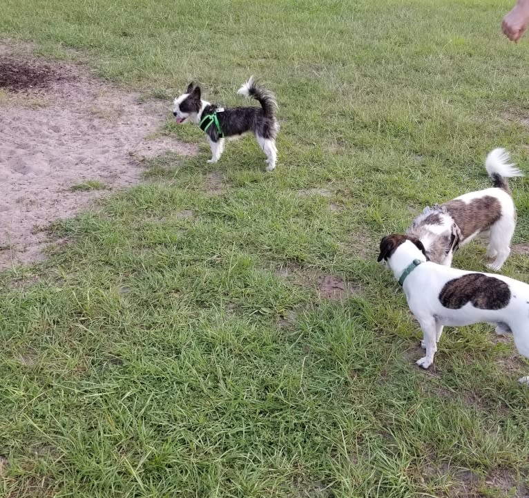 Peg, a Maltese and Boston Terrier mix tested with EmbarkVet.com