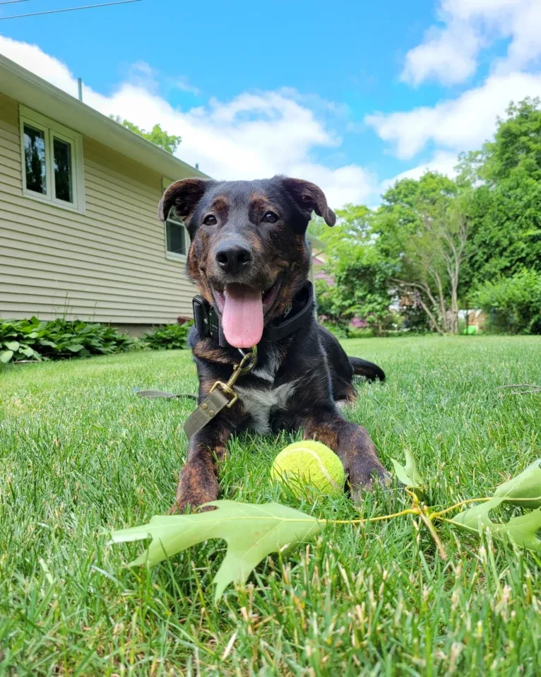 Zuko, a German Shepherd Dog and Rottweiler mix tested with EmbarkVet.com