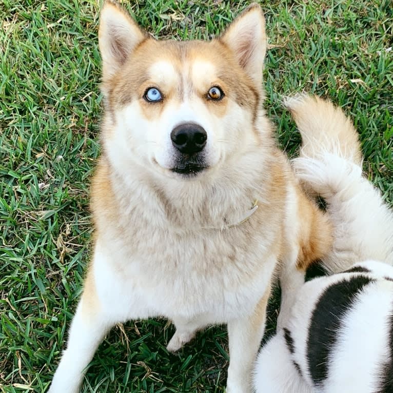 Yuma, a Siberian Husky tested with EmbarkVet.com