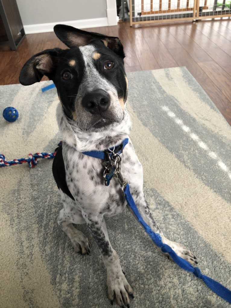 Milo, an American Pit Bull Terrier and Australian Cattle Dog mix tested with EmbarkVet.com