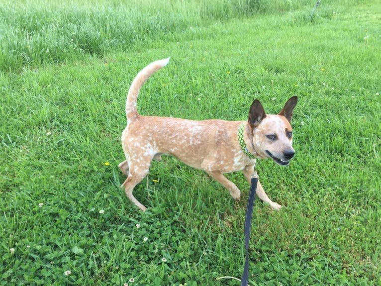 Frost, an Australian Cattle Dog tested with EmbarkVet.com