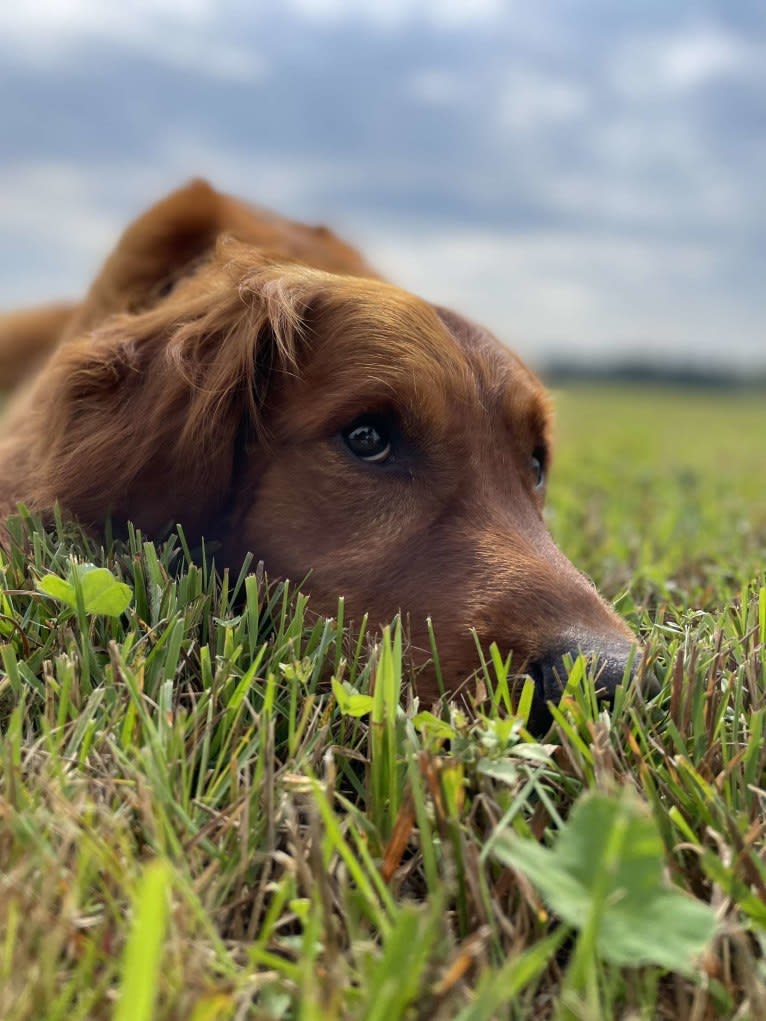 Eclipse, a Golden Retriever tested with EmbarkVet.com