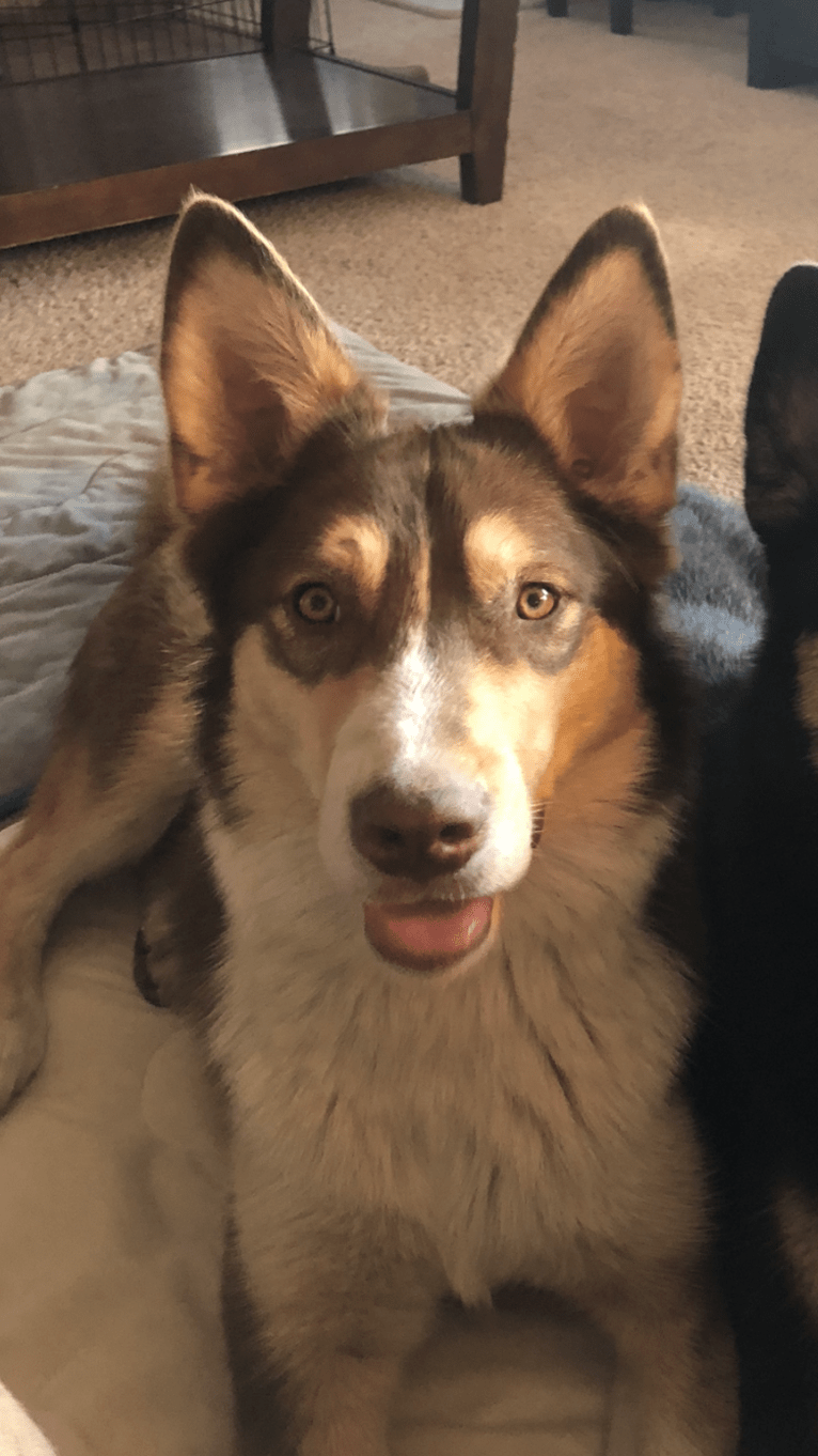 Jake, an Australian Shepherd and Siberian Husky mix tested with EmbarkVet.com