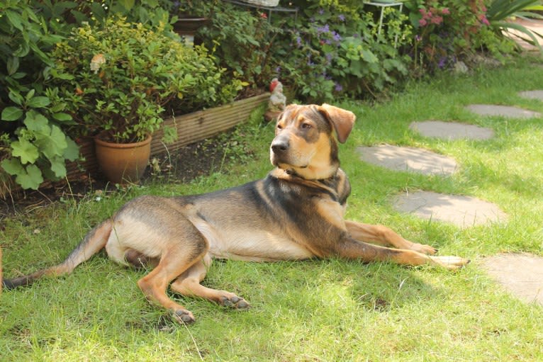 Clover, an Eastern European Village Dog and Chinese Shar-Pei mix tested with EmbarkVet.com