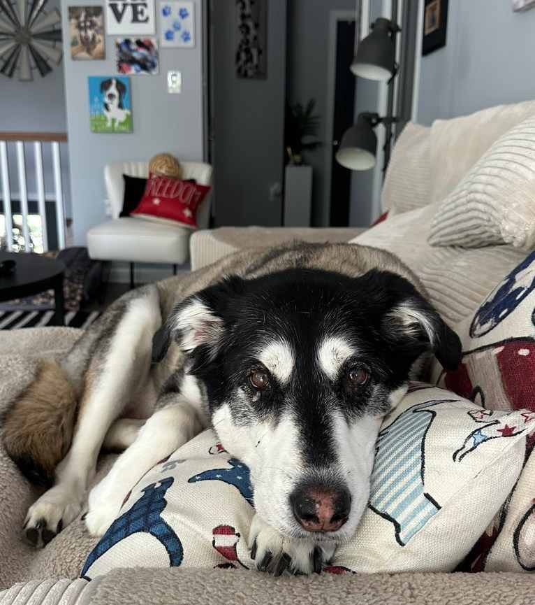 Keira, an Alaskan Malamute and Siberian Husky mix tested with EmbarkVet.com