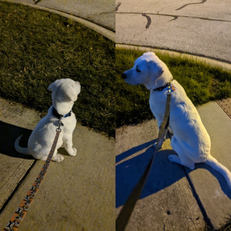 Jack Frost, a Great Pyrenees and Labrador Retriever mix tested with EmbarkVet.com