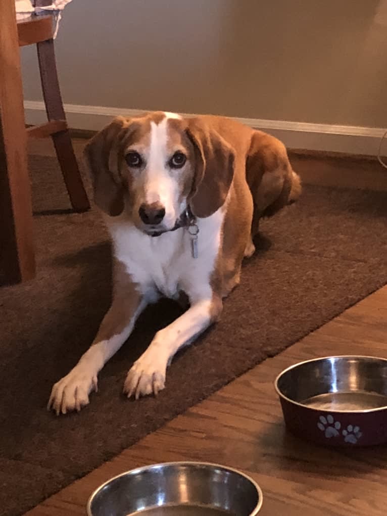 Cooper, an American Foxhound tested with EmbarkVet.com