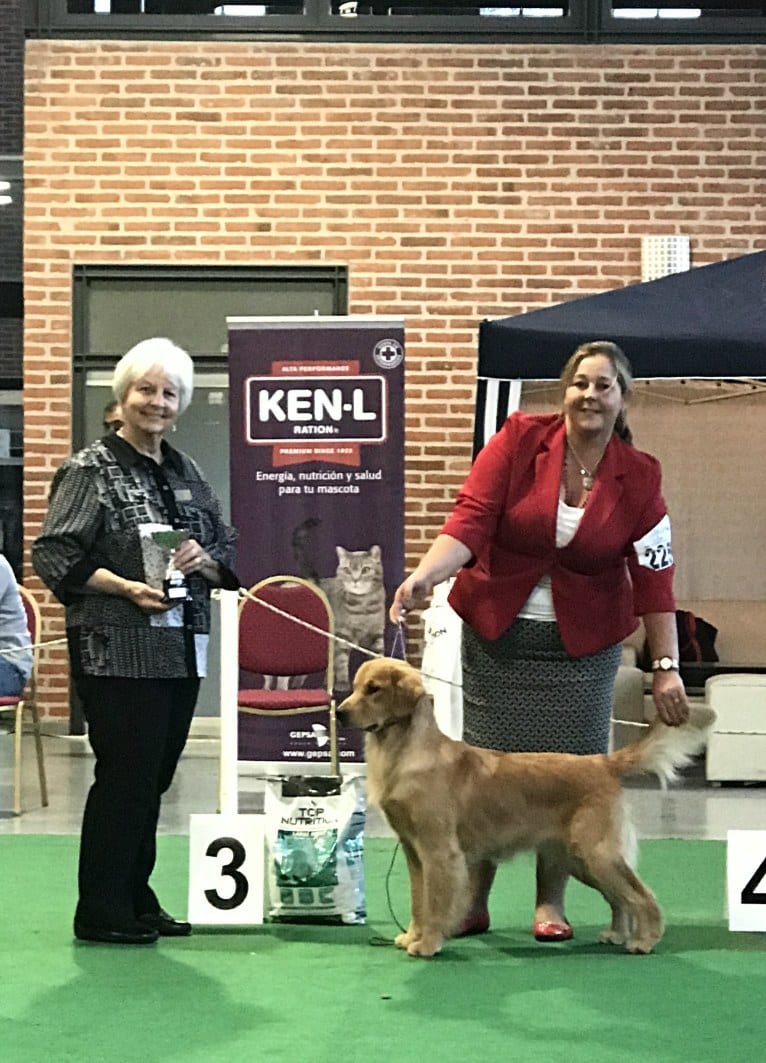 LIBERTY HENNA LISKA, a Golden Retriever tested with EmbarkVet.com