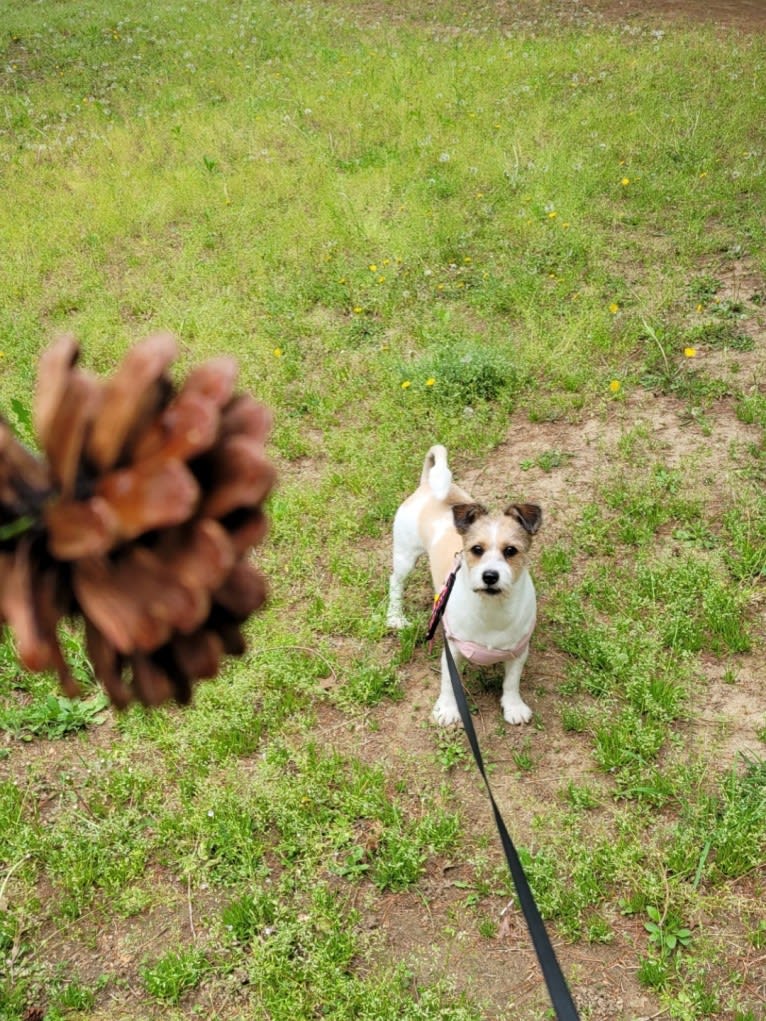 BBORI, a Japanese or Korean Village Dog tested with EmbarkVet.com