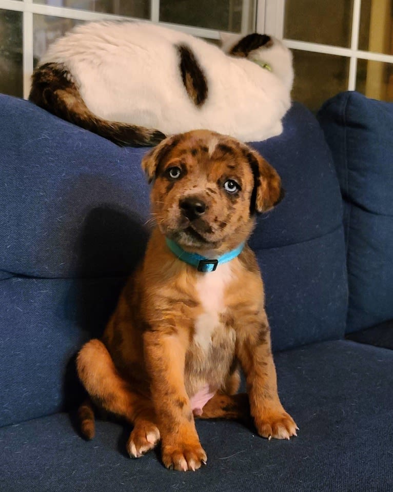 Dante, a Cane Corso and Australian Shepherd mix tested with EmbarkVet.com