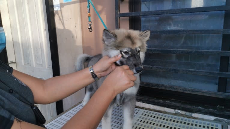 Mira, a Siberian Husky tested with EmbarkVet.com