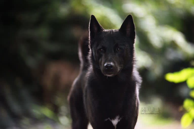 Moshae, a Canaan Dog tested with EmbarkVet.com