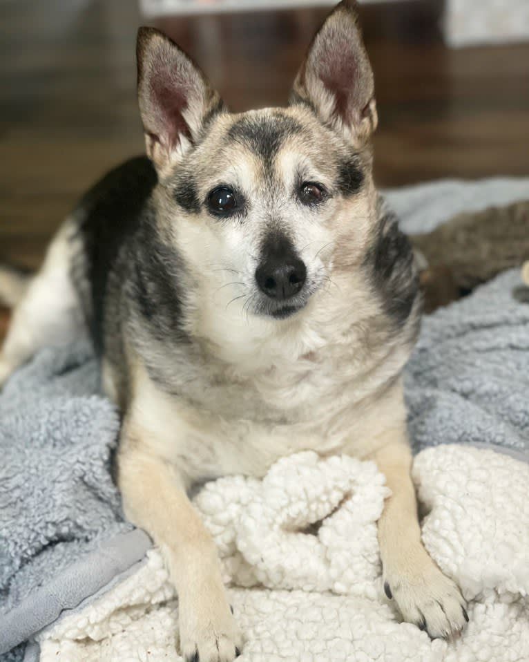 Midge, a Chihuahua and Australian Shepherd mix tested with EmbarkVet.com