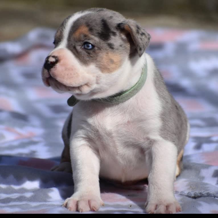 Koda, an American Bully tested with EmbarkVet.com