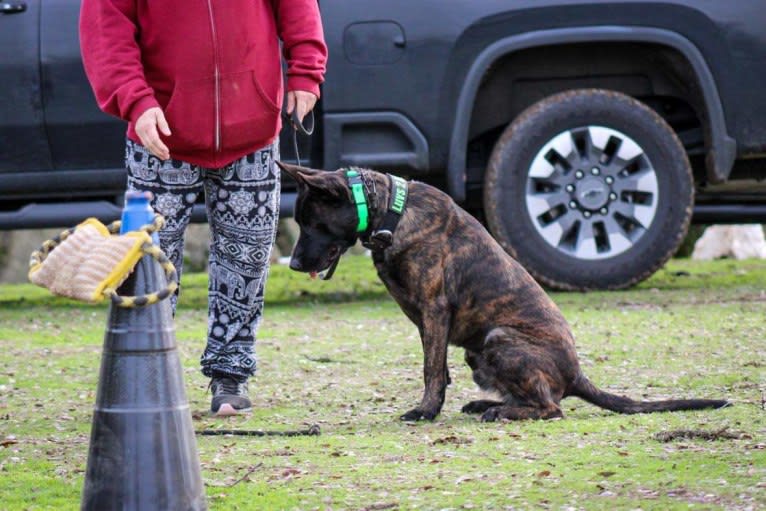 Static, a Dutch Shepherd tested with EmbarkVet.com