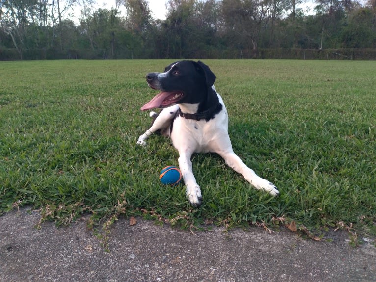 PATIENCE, a Labrador Retriever and American Pit Bull Terrier mix tested with EmbarkVet.com