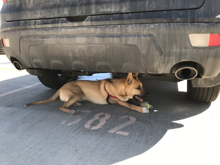 Kermit, an American Pit Bull Terrier and German Shepherd Dog mix tested with EmbarkVet.com