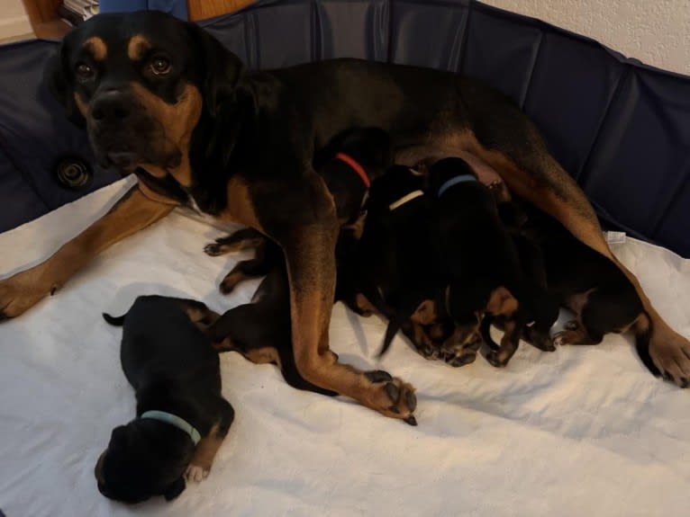 Abi, a Rottweiler and Boxer mix tested with EmbarkVet.com